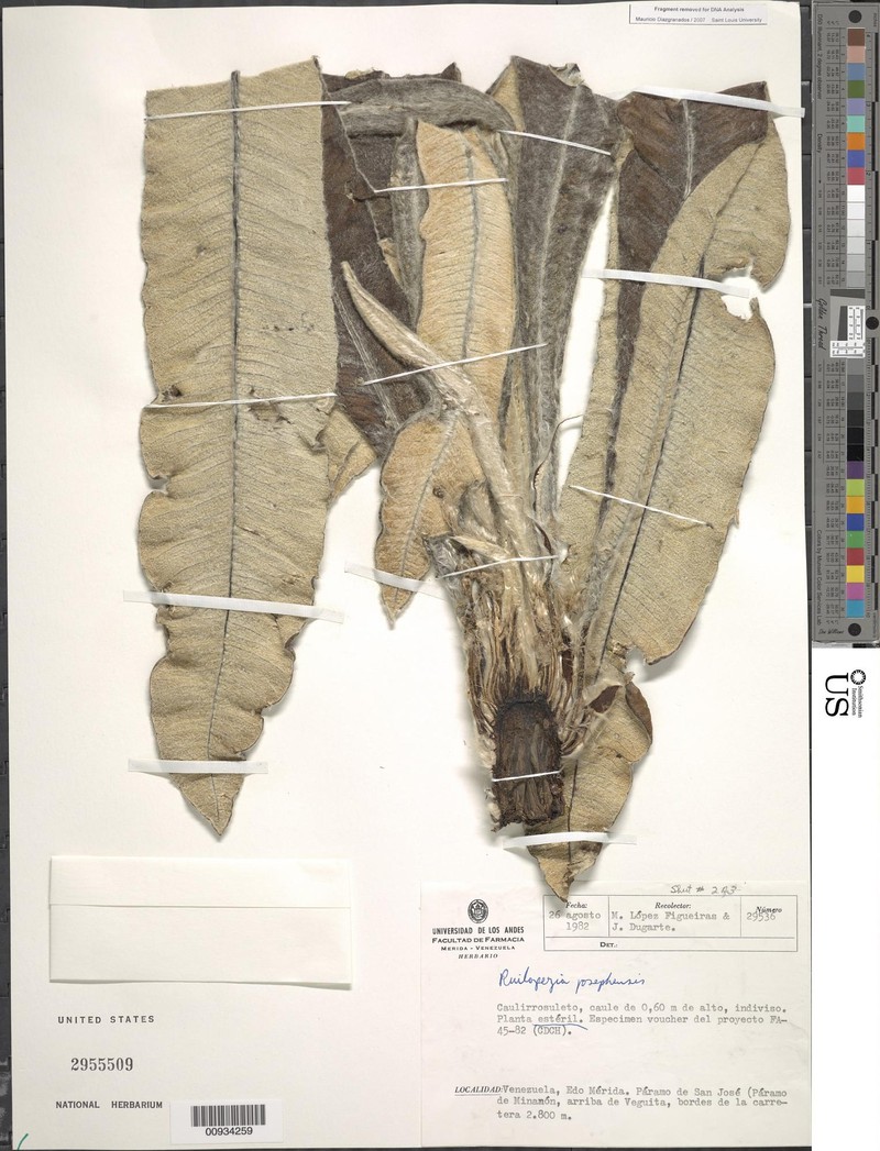Espeletia × josephensis