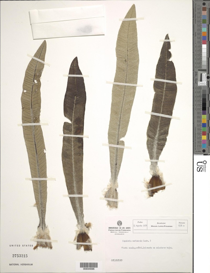 Espeletia × meridensis