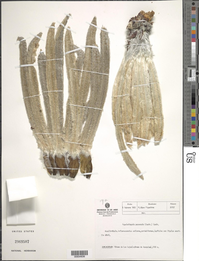 Espeletia × pozoensis