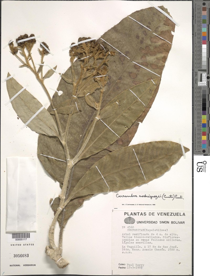 Espeletia × rodriguezii