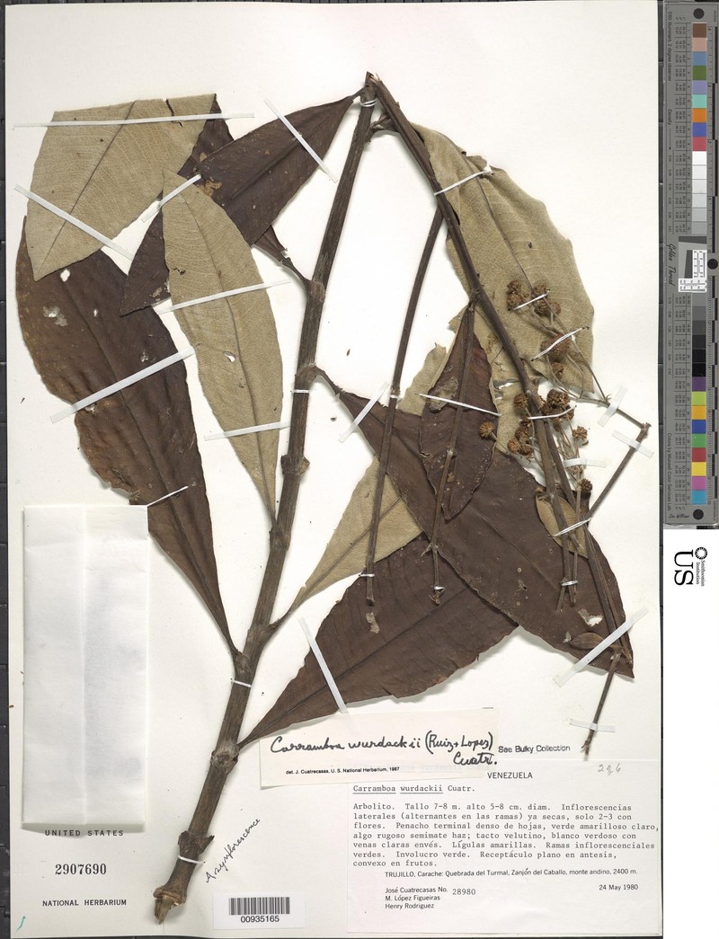 Espeletia × wurdackii