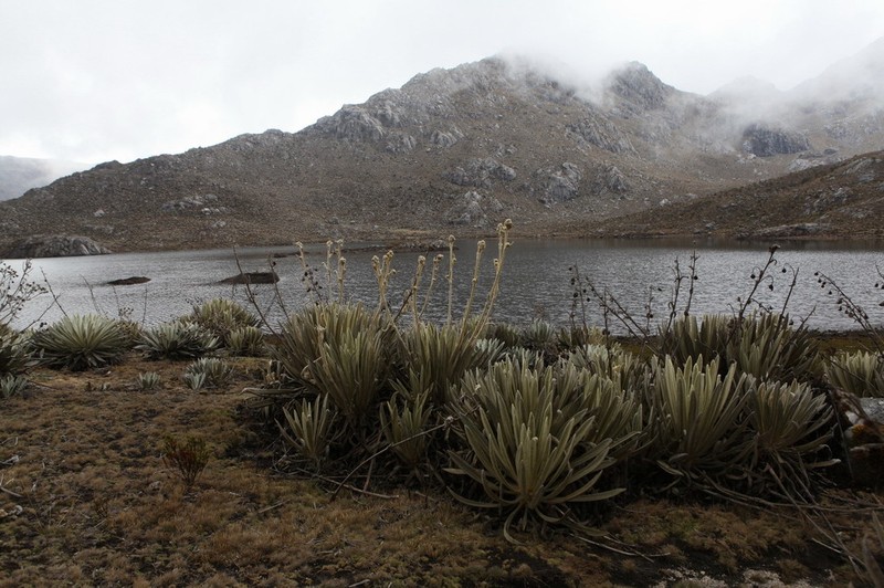 Espeletia albarregensis