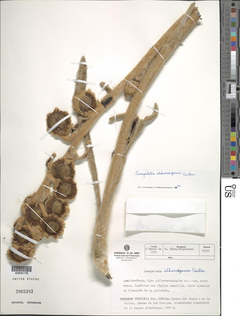 Espeletia albarregensis photo 2