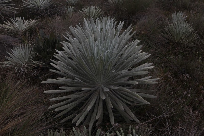 Espeletia angustifolia
