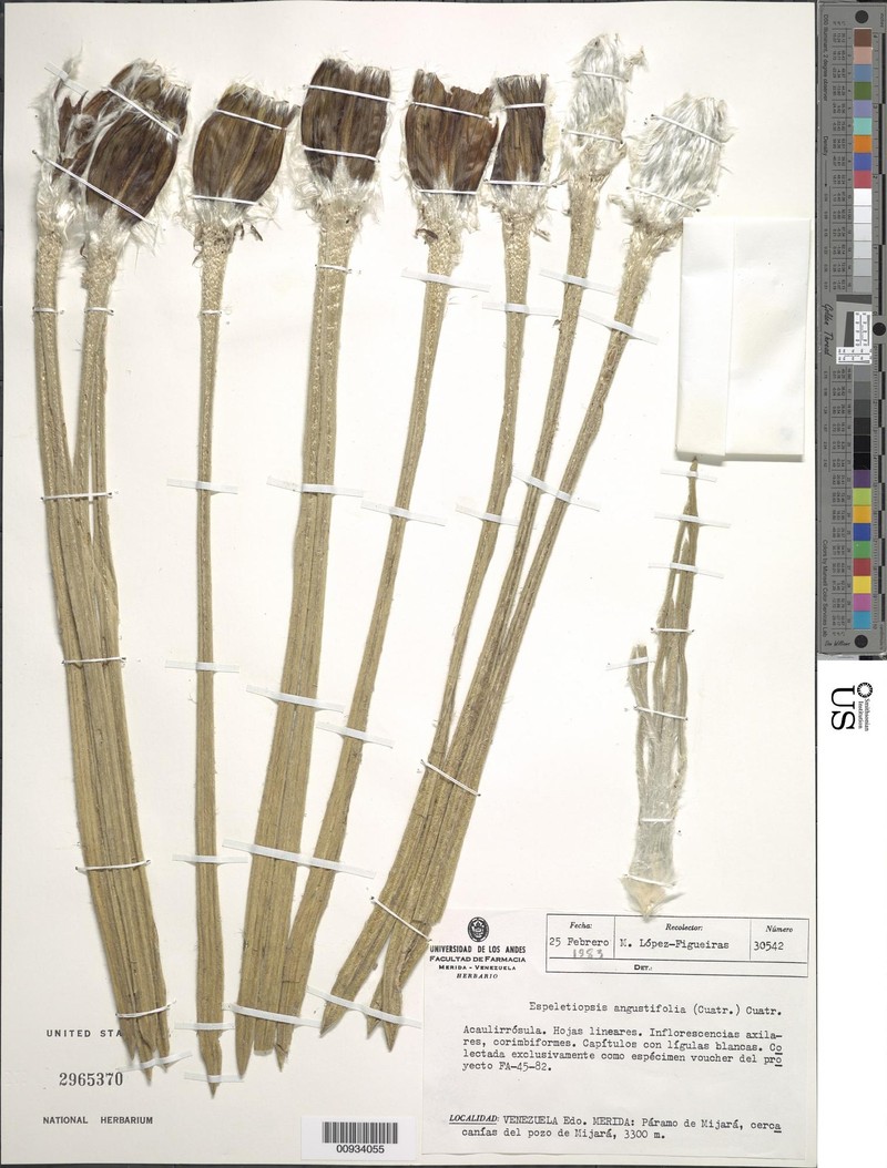 Espeletia angustifolia photo 2