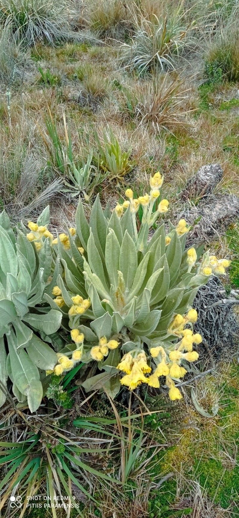 Espeletia annemariana