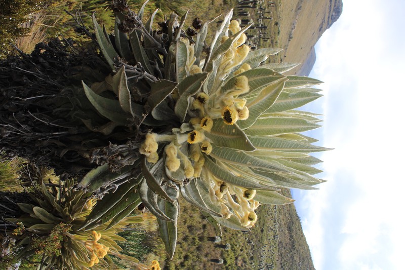 Espeletia annemariana photo 3
