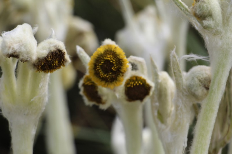 Espeletia arbelaezii