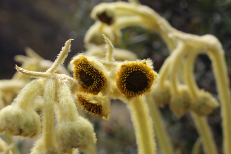 Espeletia arbelaezii photo 2