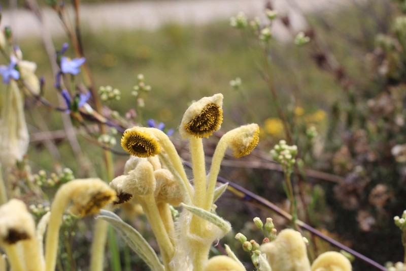 Espeletia arbelaezii photo 3