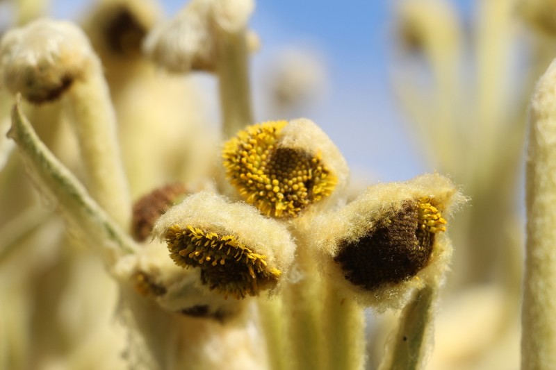 Espeletia arbelaezii photo 4
