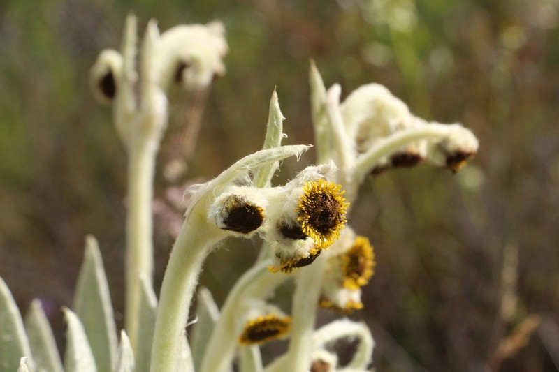 Espeletia arbelaezii photo 5