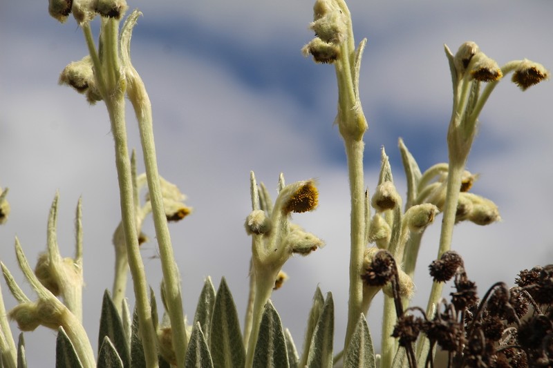 Espeletia arbelaezii photo 8