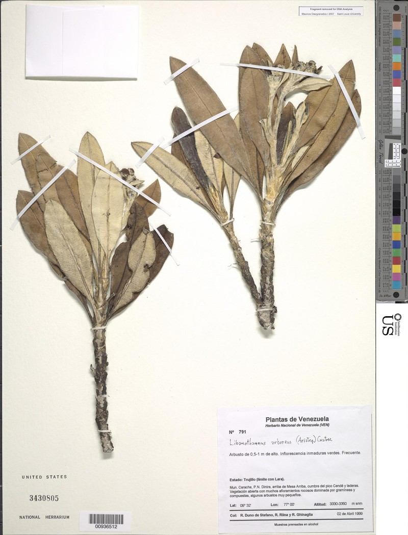 Espeletia arborea photo 3