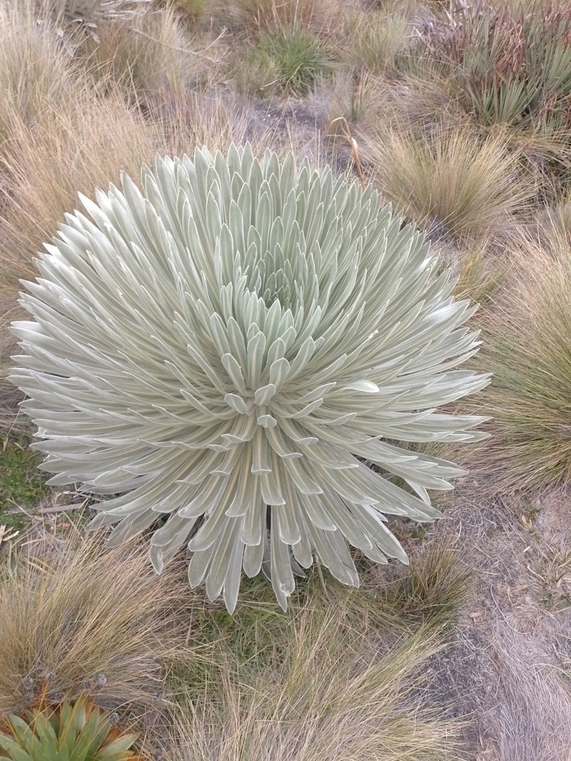 Espeletia argentea