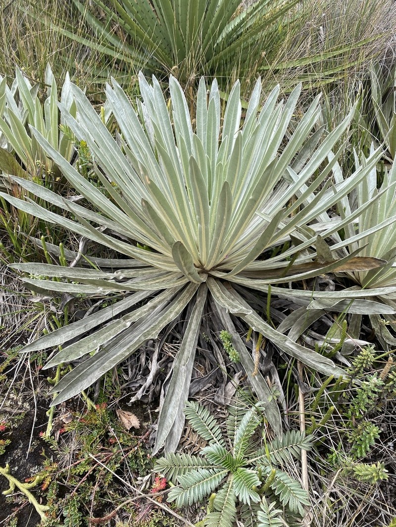 Espeletia argentea photo 2