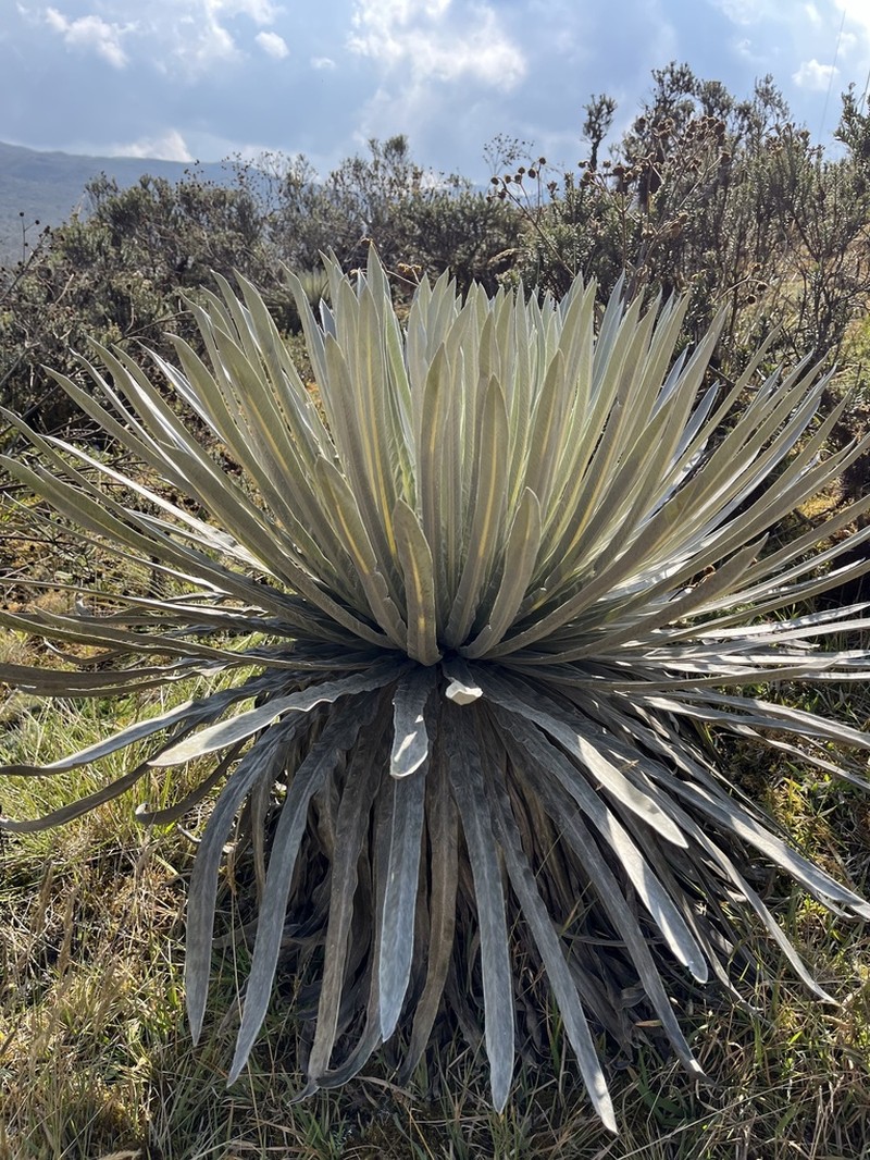 Espeletia argentea photo 3
