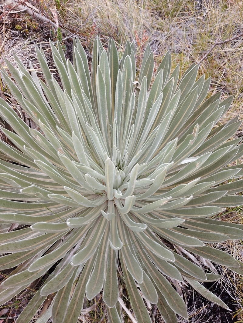 Espeletia argentea photo 4