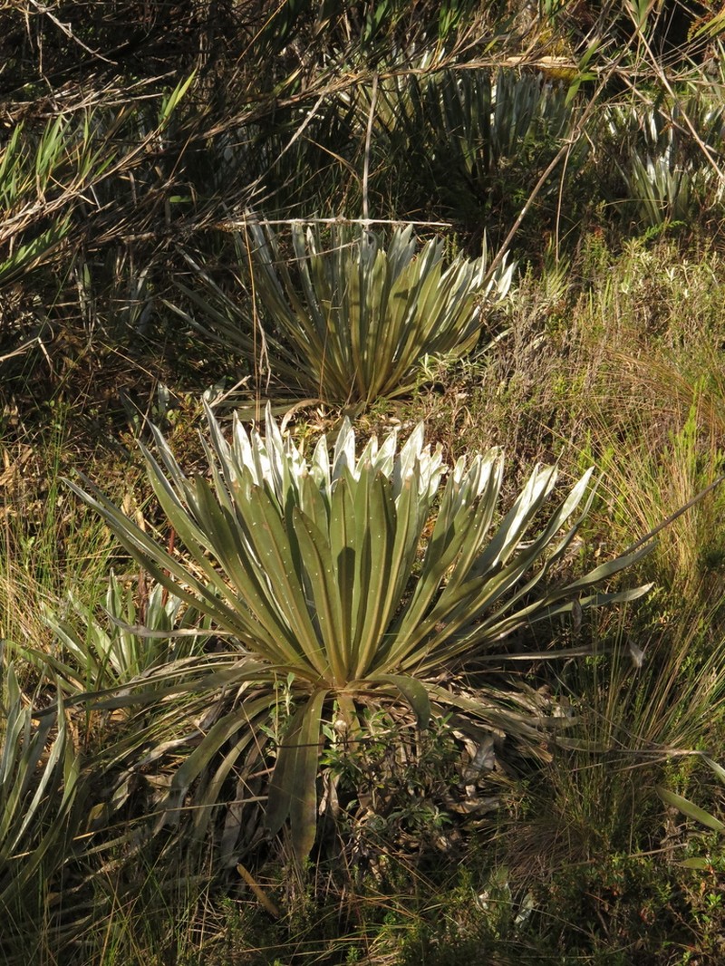 Espeletia argentea photo 5