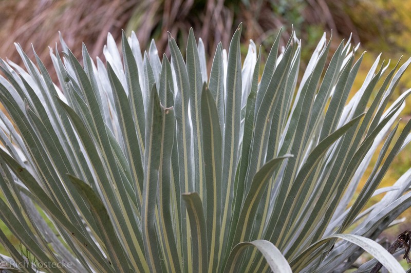 Espeletia argentea photo 6