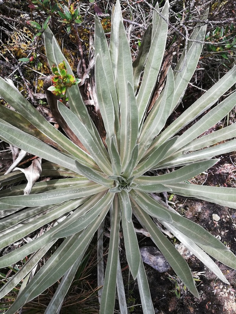 Espeletia argentea photo 7