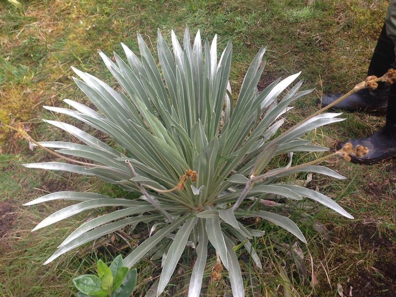 Espeletia argentea photo 8