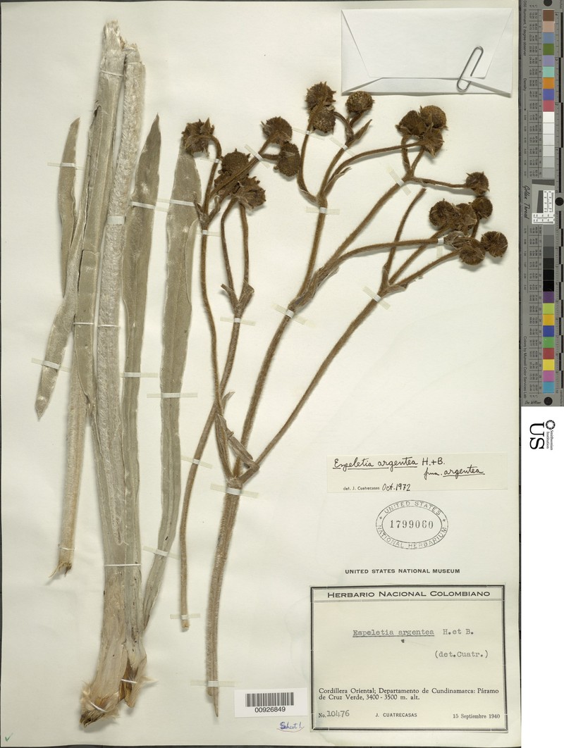 Espeletia argentea f. argentea