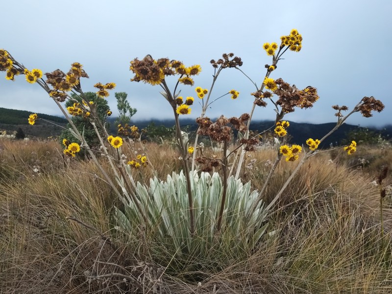 Espeletia argentea f. phaneractis