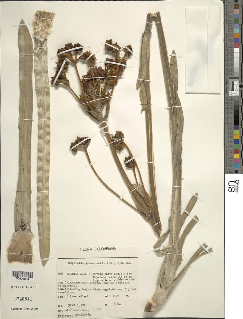 Espeletia argentea f. phaneractis photo 2