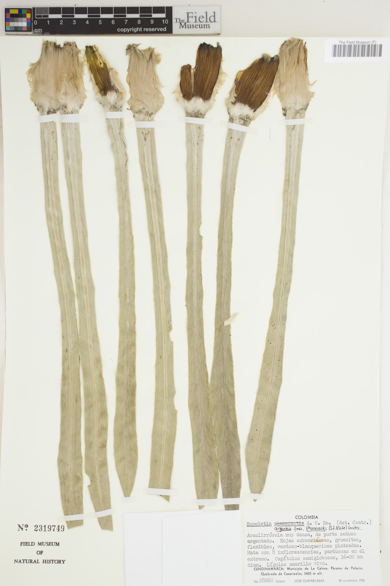 Espeletia argentea f. phaneractis photo 3