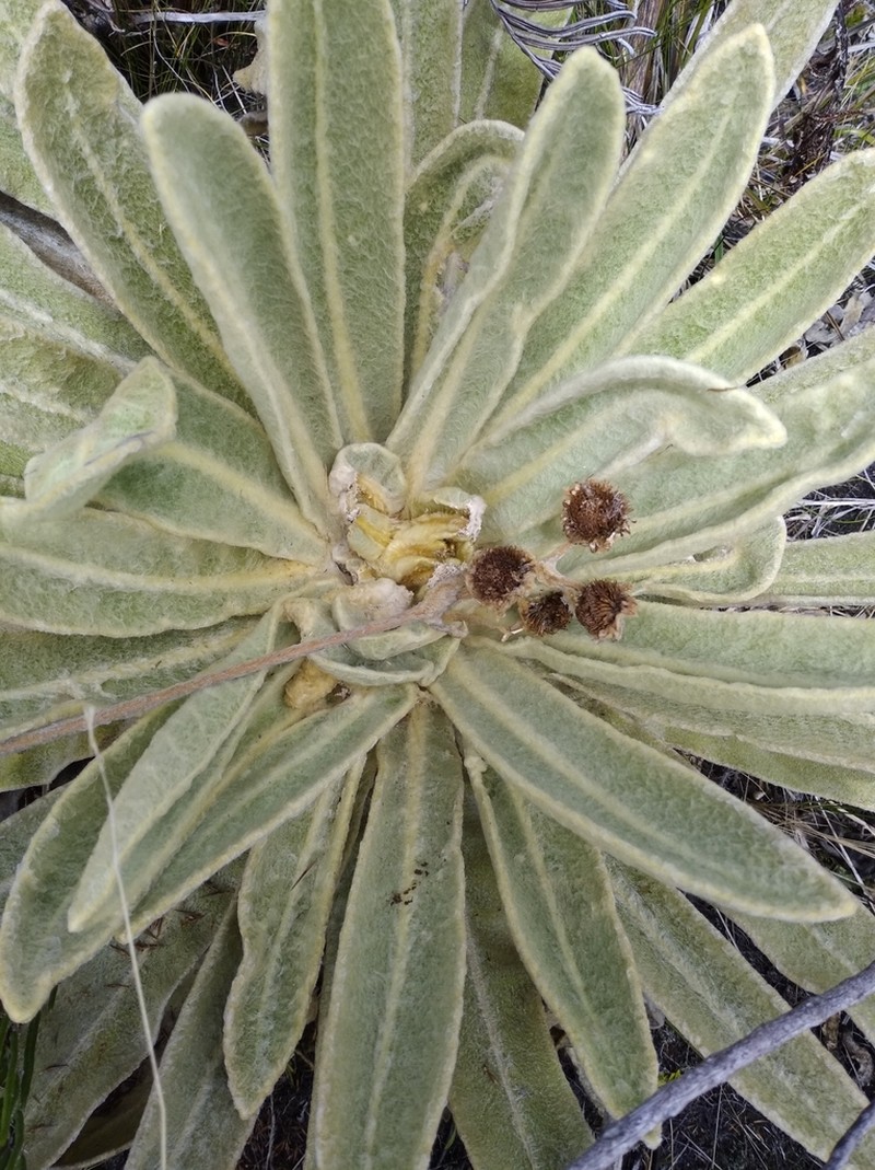 Espeletia aristeguietana