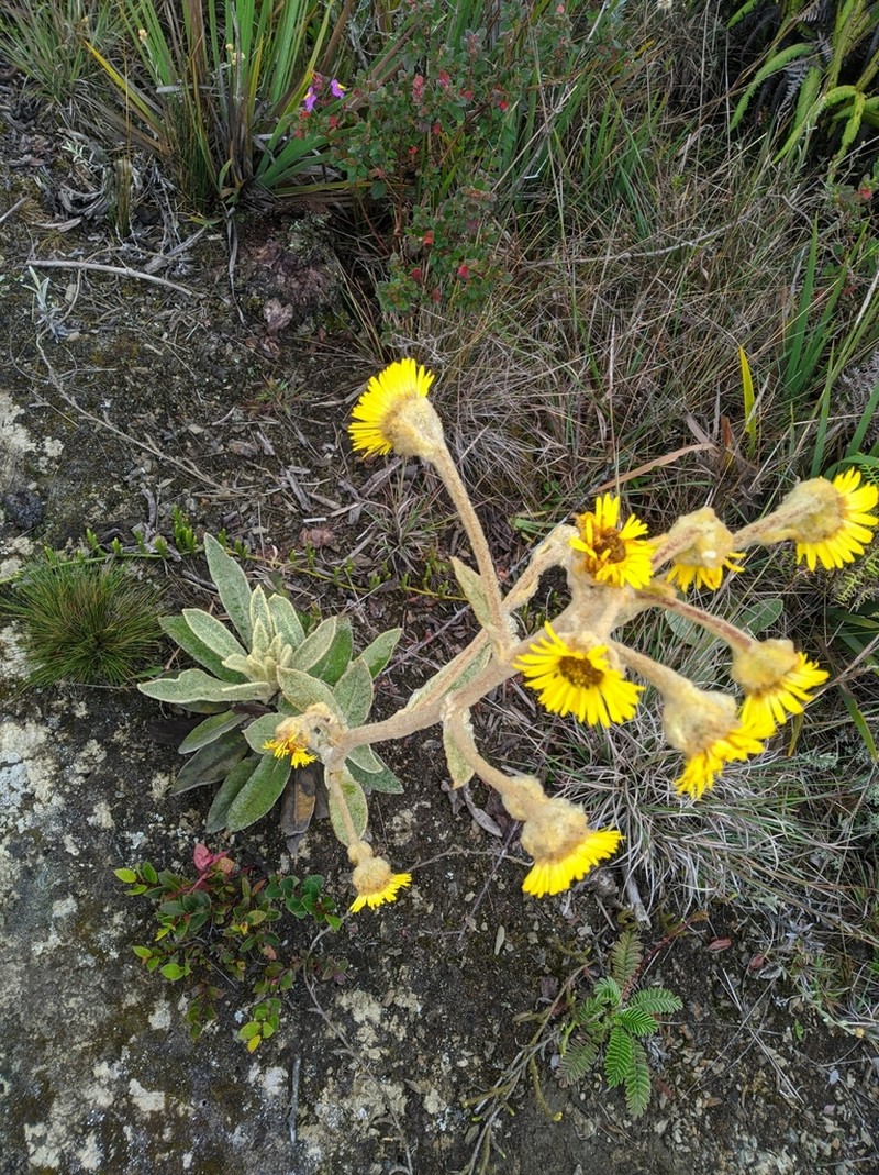 Espeletia aristeguietana photo 2