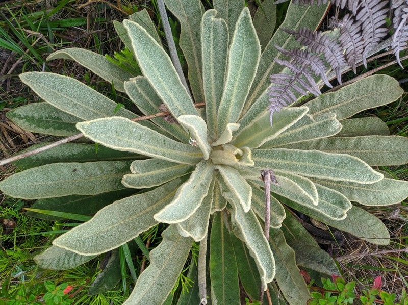 Espeletia aristeguietana photo 3