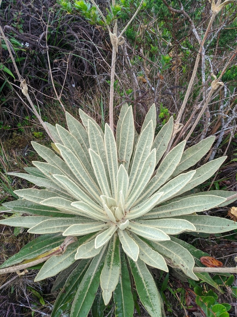 Espeletia aristeguietana photo 4