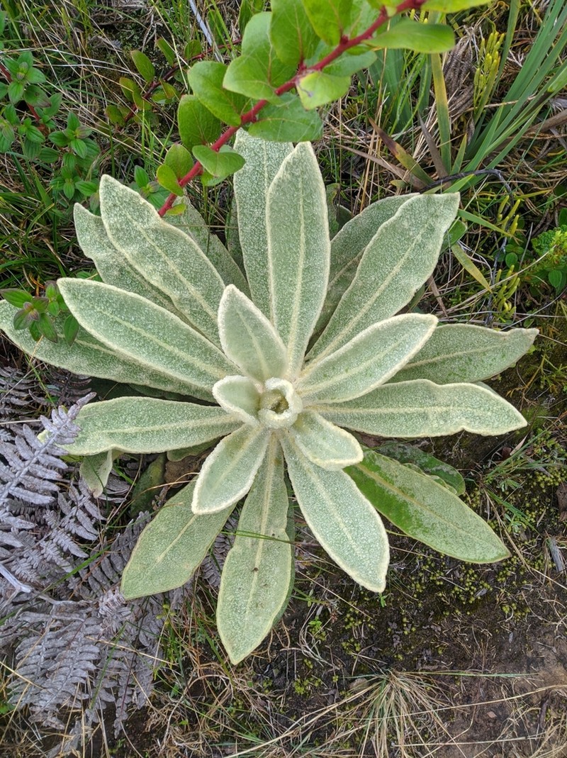 Espeletia aristeguietana photo 5