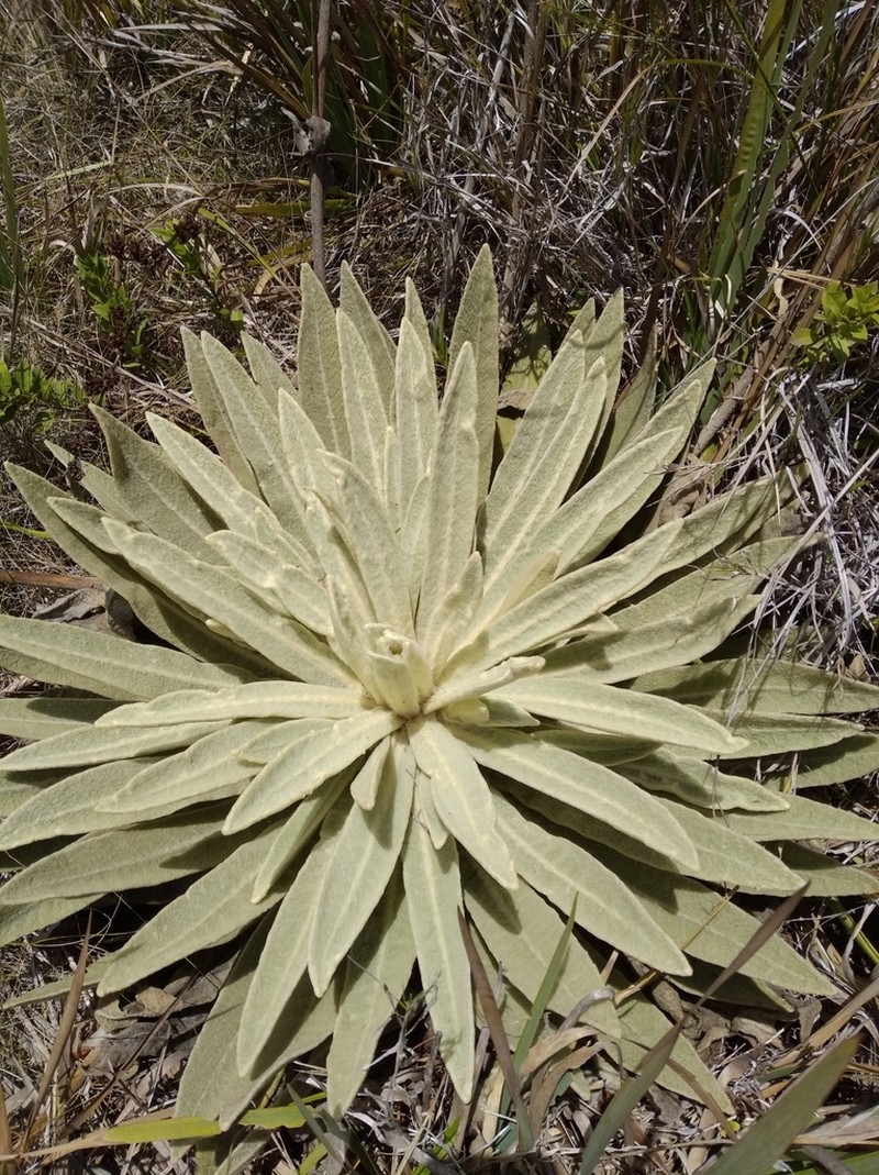 Espeletia aristeguietana photo 6