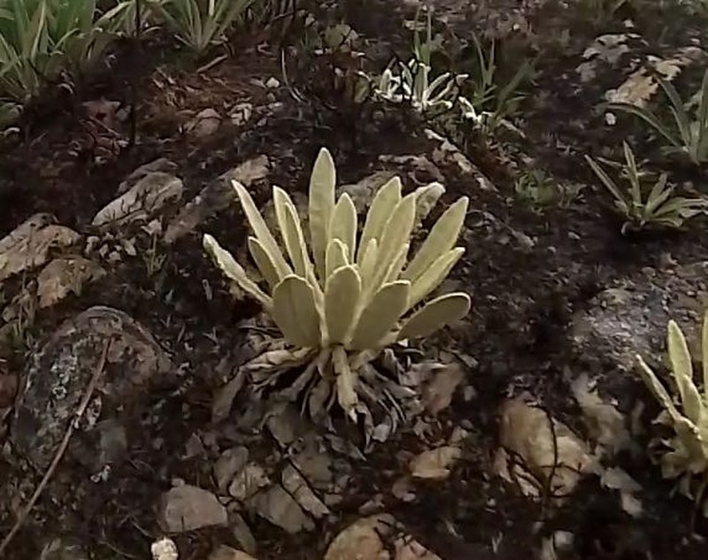 Espeletia aristeguietana photo 7