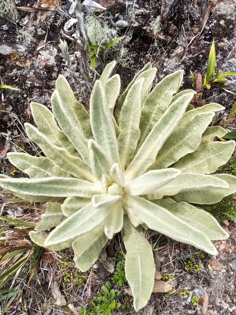 Espeletia aristeguietana photo 8
