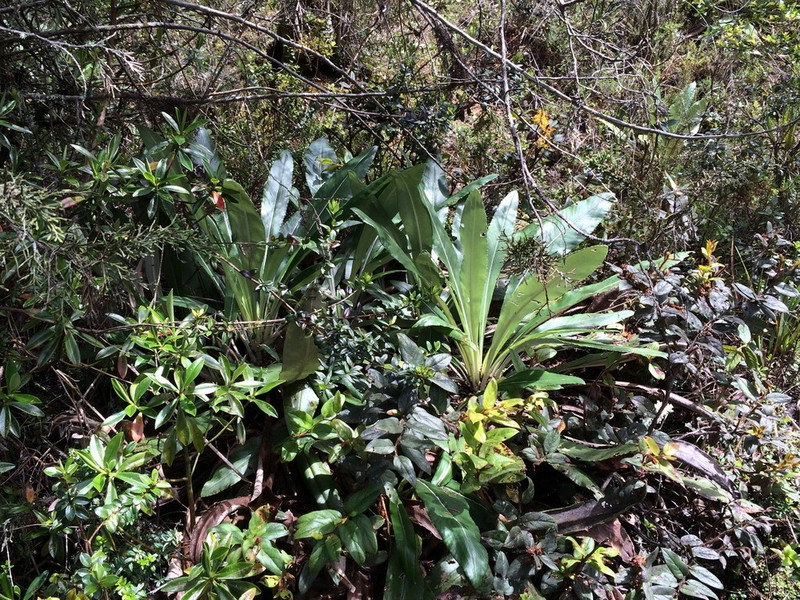 Espeletia atropurpurea