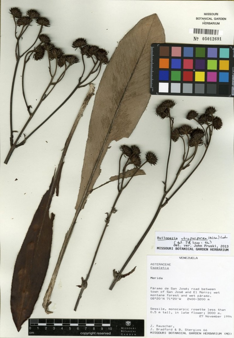 Espeletia atropurpurea photo 2