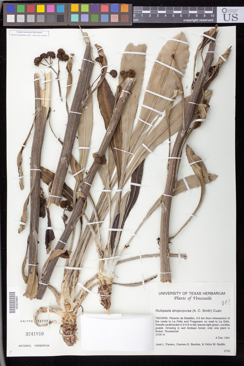 Espeletia atropurpurea photo 3