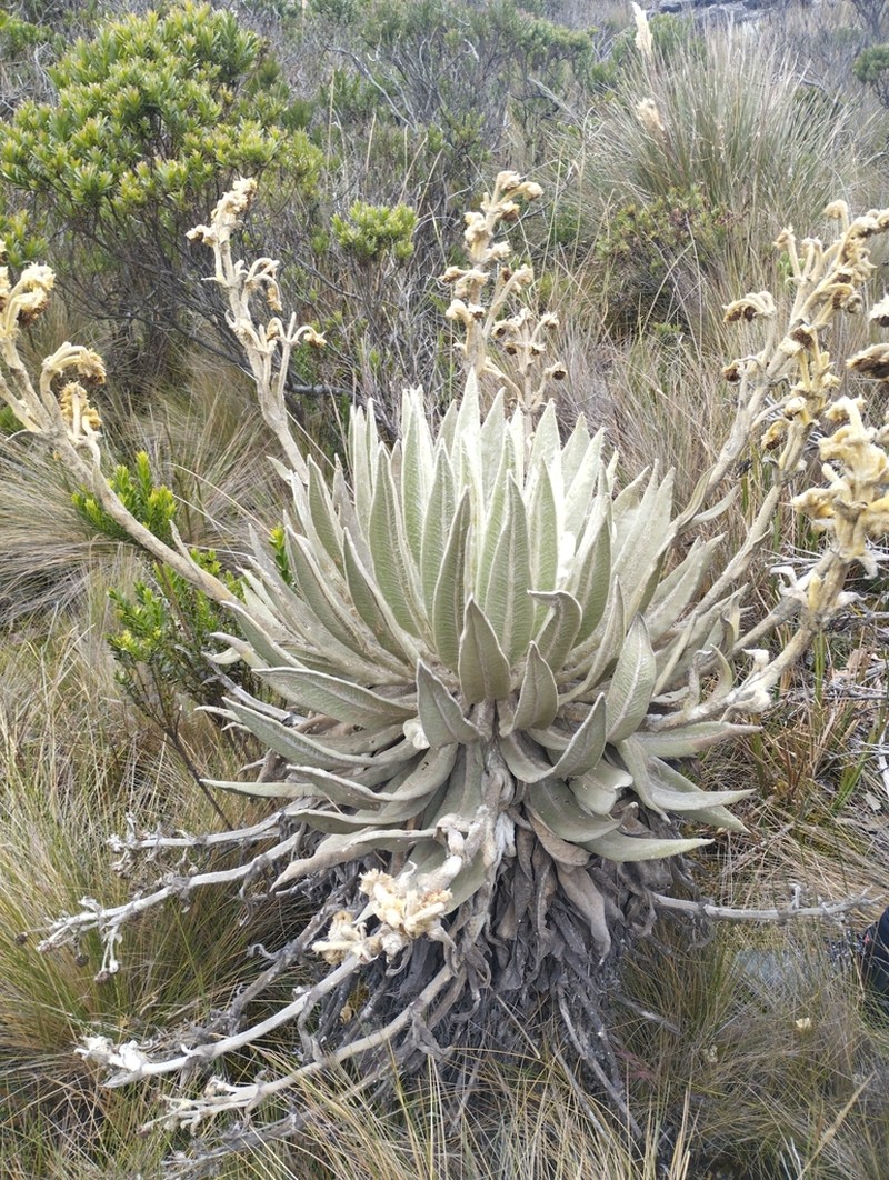 Espeletia azucarina