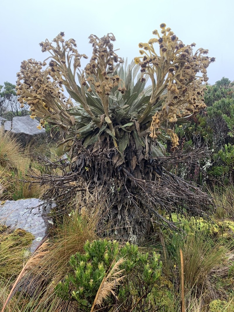 Espeletia azucarina photo 3