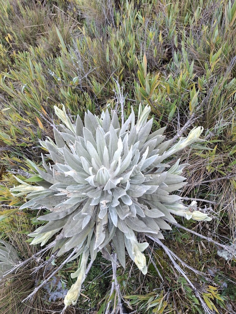 Espeletia azucarina photo 5