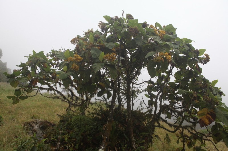 Espeletia badilloi