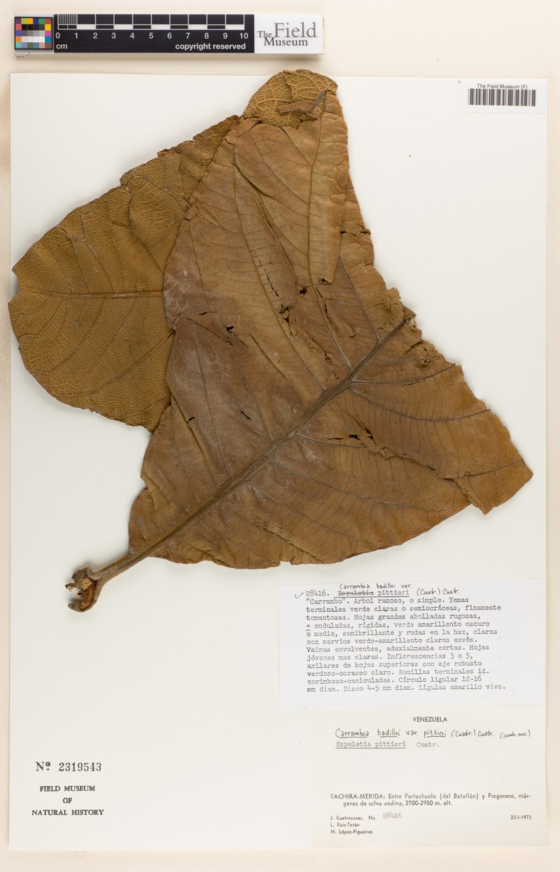 Espeletia badilloi photo 3