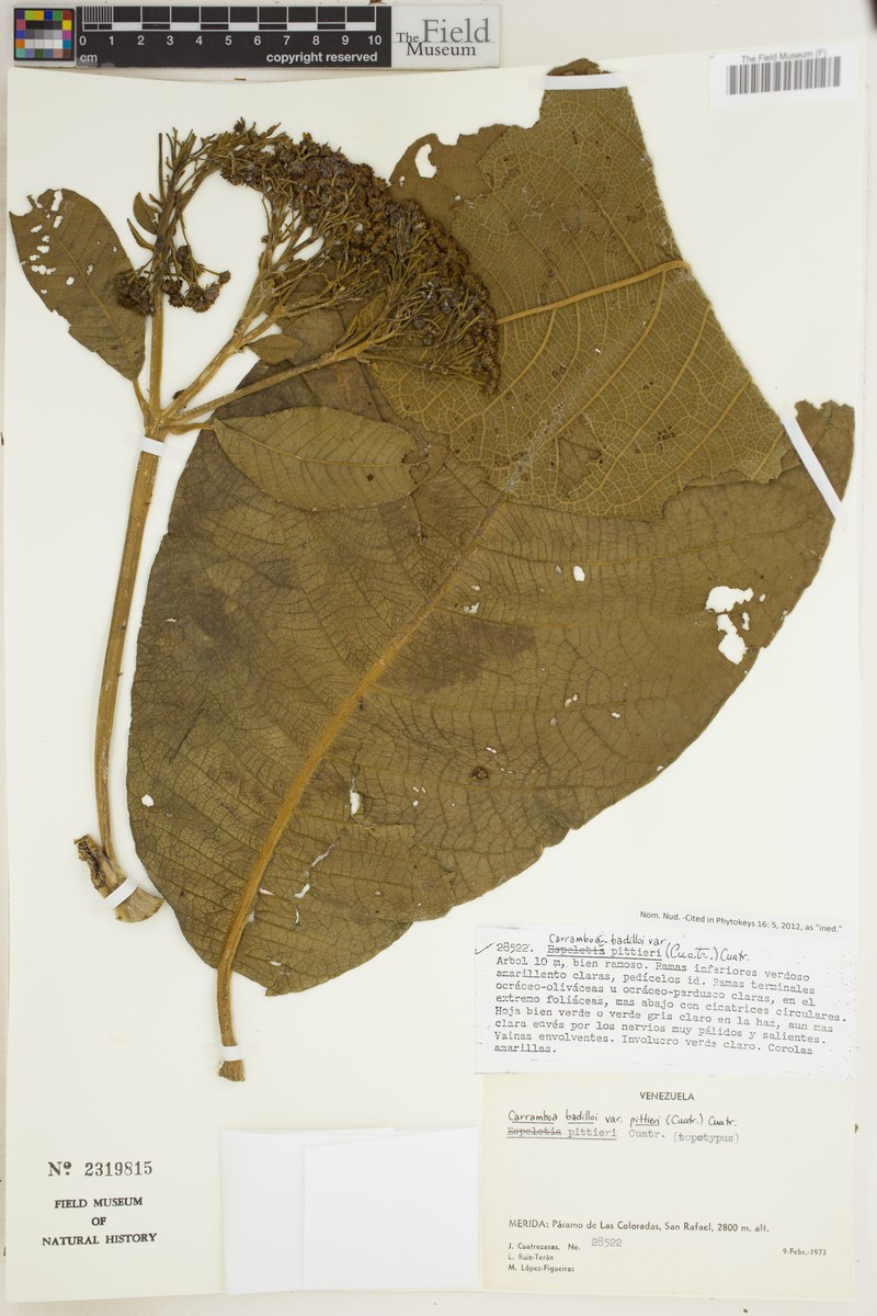 Espeletia badilloi photo 5