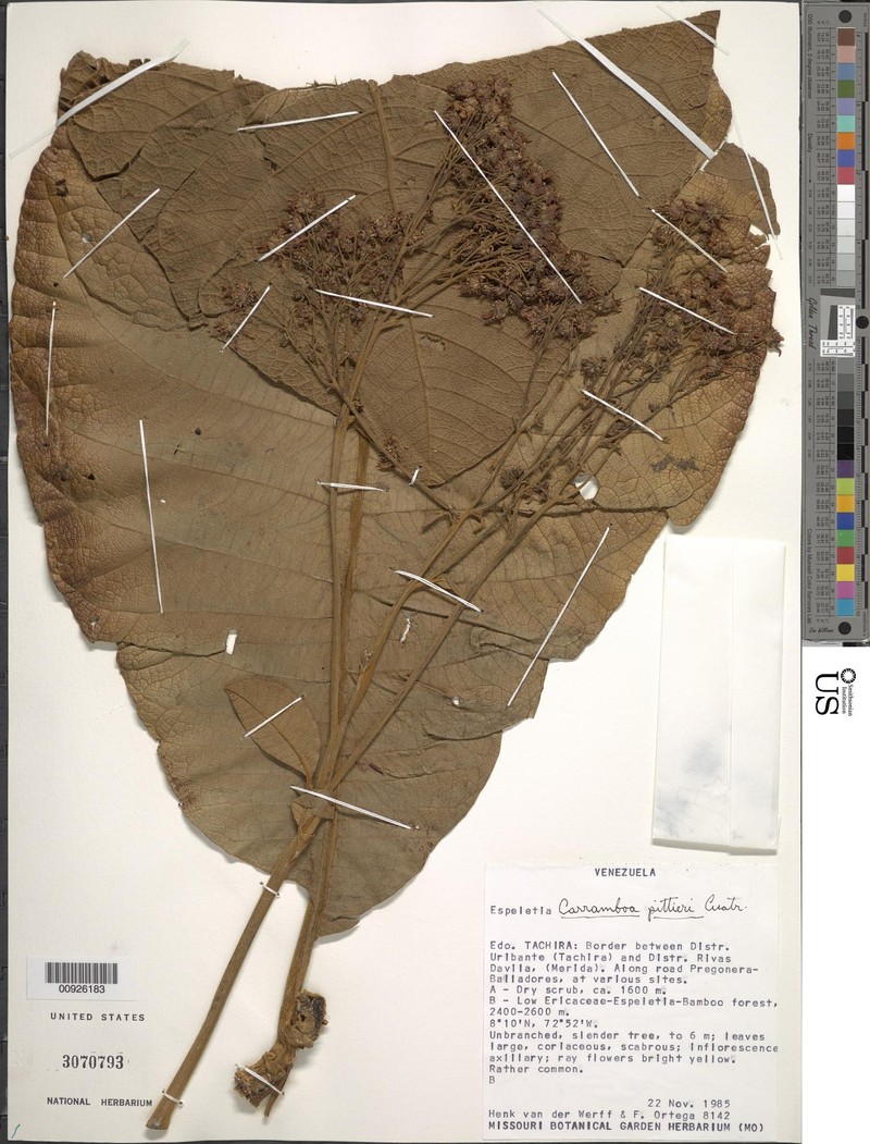 Espeletia badilloi var. pittieri