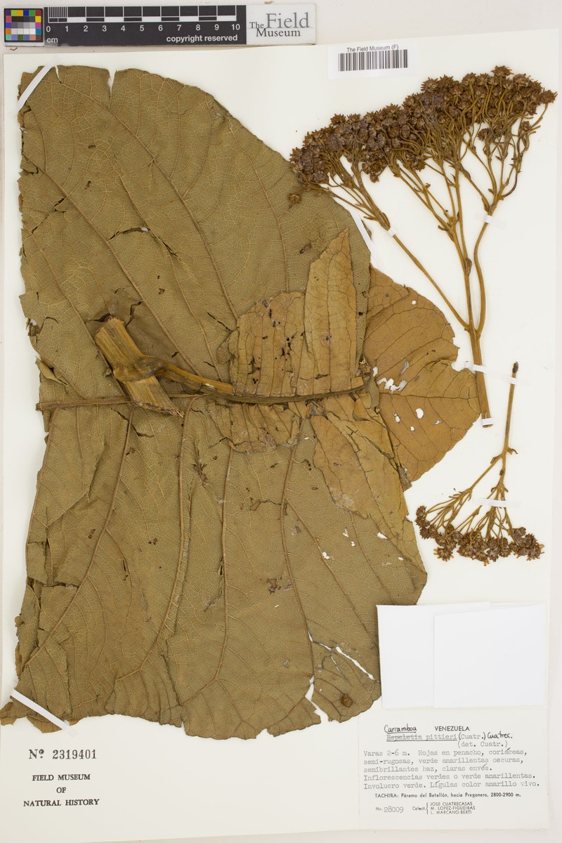 Espeletia badilloi var. pittieri photo 2