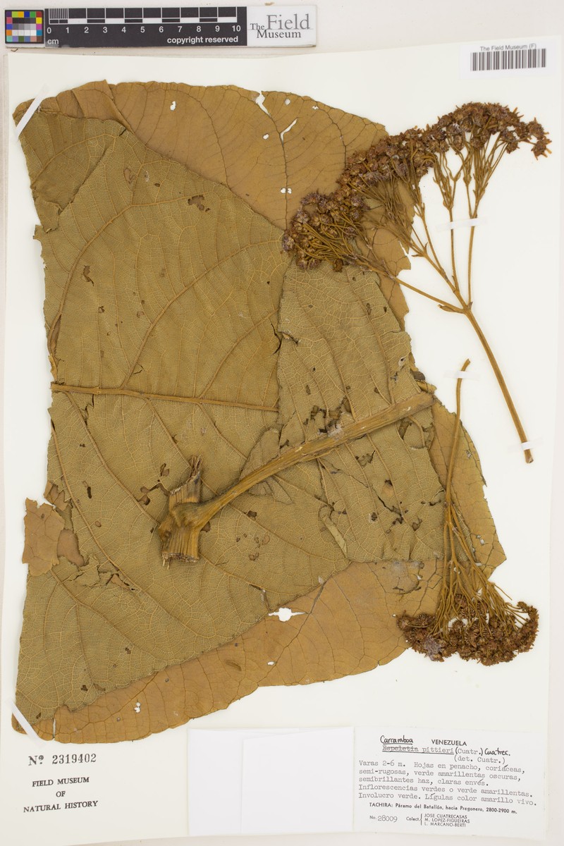 Espeletia badilloi var. pittieri photo 3